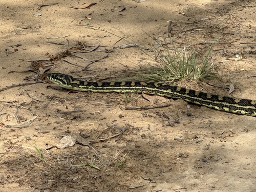 Coastal Carpet Python sighting