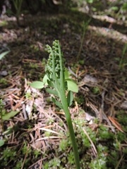 Botrychium acuminatum