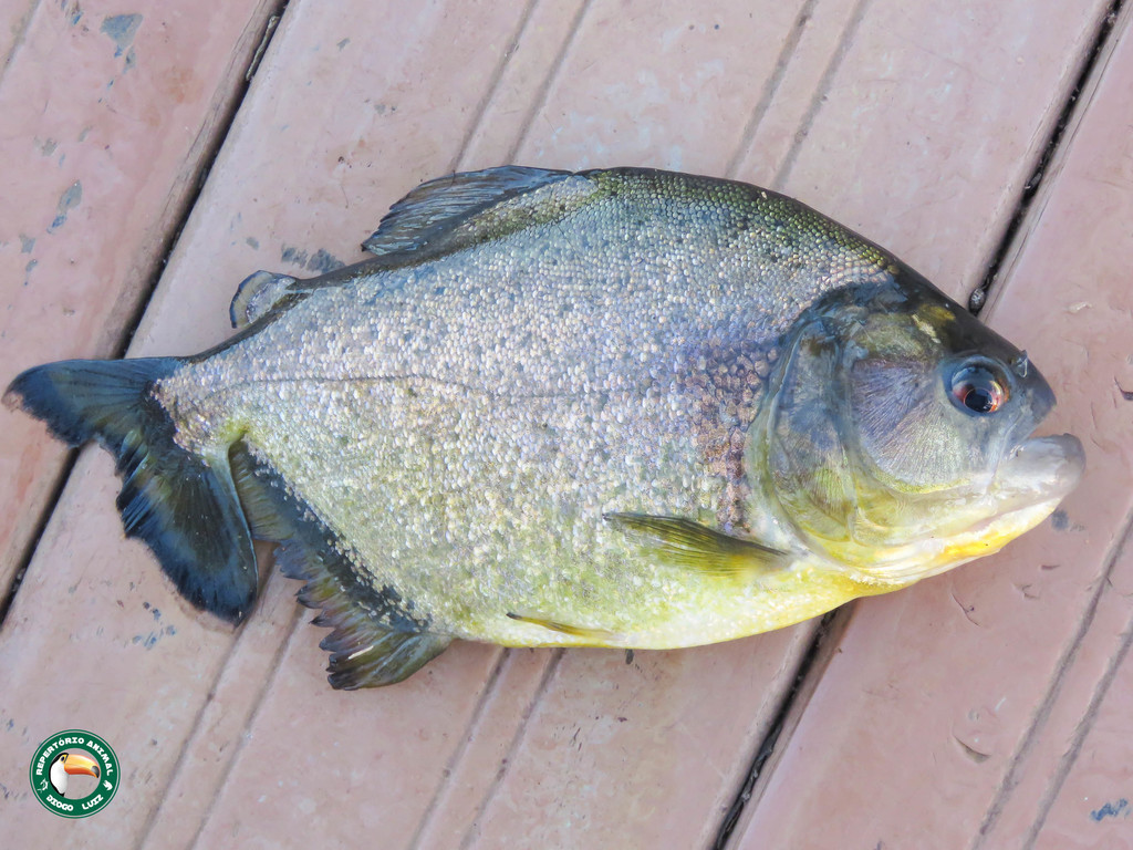 Redeye piranha