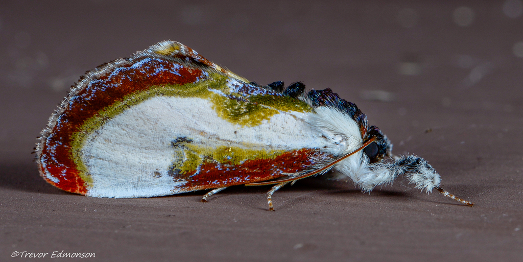 Beautiful Wood-nymph