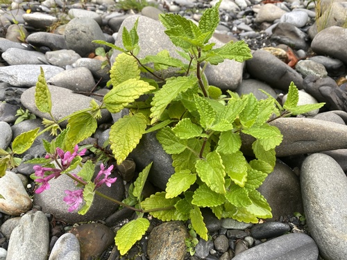 Coastal Hedgenettle
