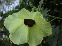 Hibiscus vitifolius