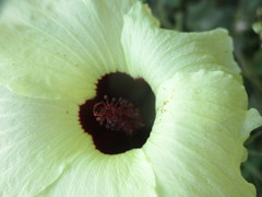 Hibiscus vitifolius