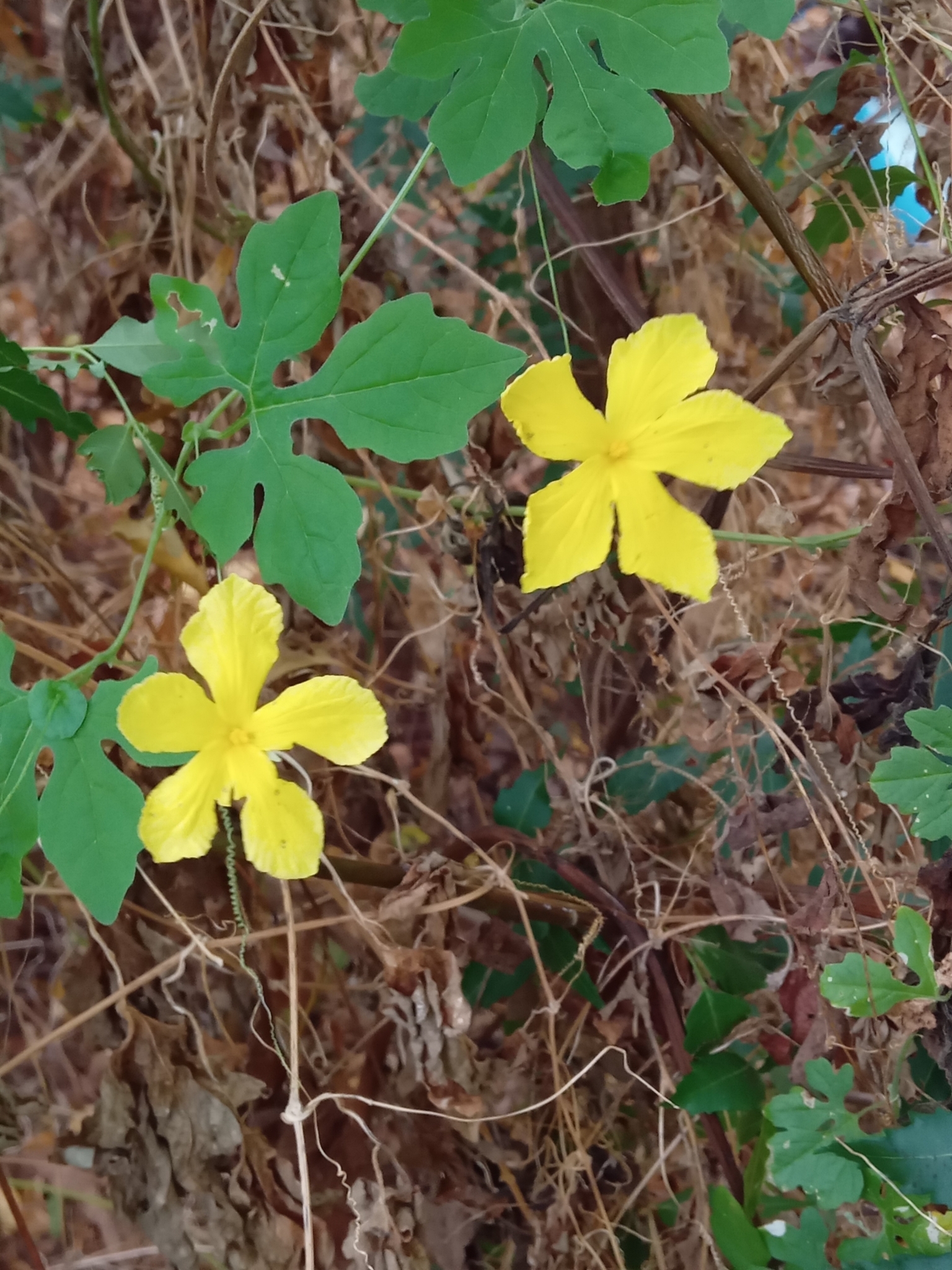 Momordica charantia