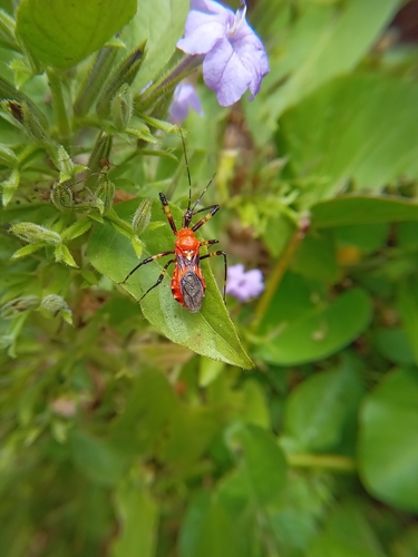 Pyrrhosphodrus caatingensis