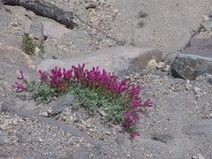 Penstemon rupicola