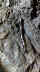 Californiulus yosemitensis