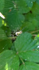 Leucauge venusta