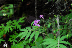 Cardamine macrophylla