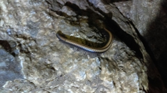 Californiulus yosemitensis