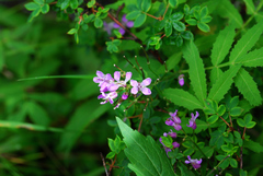 Cardamine macrophylla