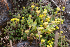Sedum oreganum