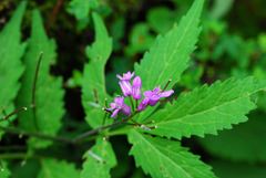 Cardamine macrophylla