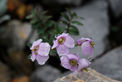 Cardamine franchetiana