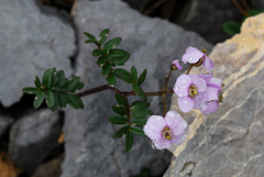 Cardamine franchetiana