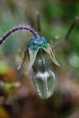Codonopsis bulleyana