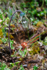 Codonopsis bulleyana