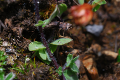 Codonopsis bulleyana