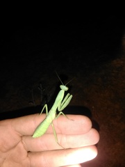 Trachymantis dentifrons