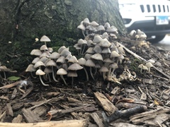 Coprinellus