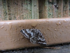 Eufidonia discospilata