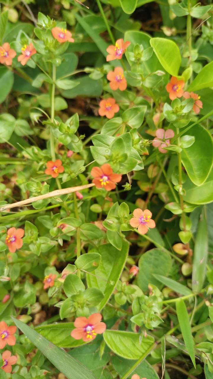 Lysimachia arvensis