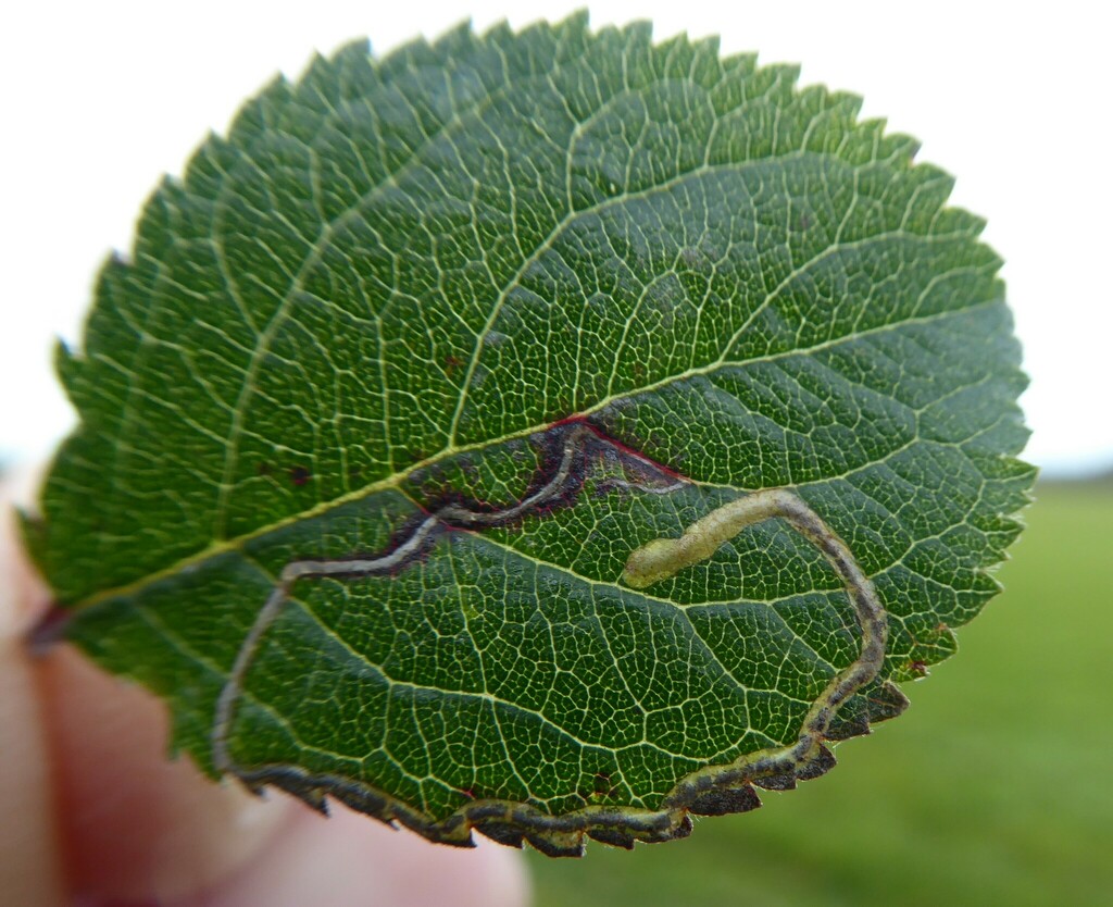 Apple Leaf Miner