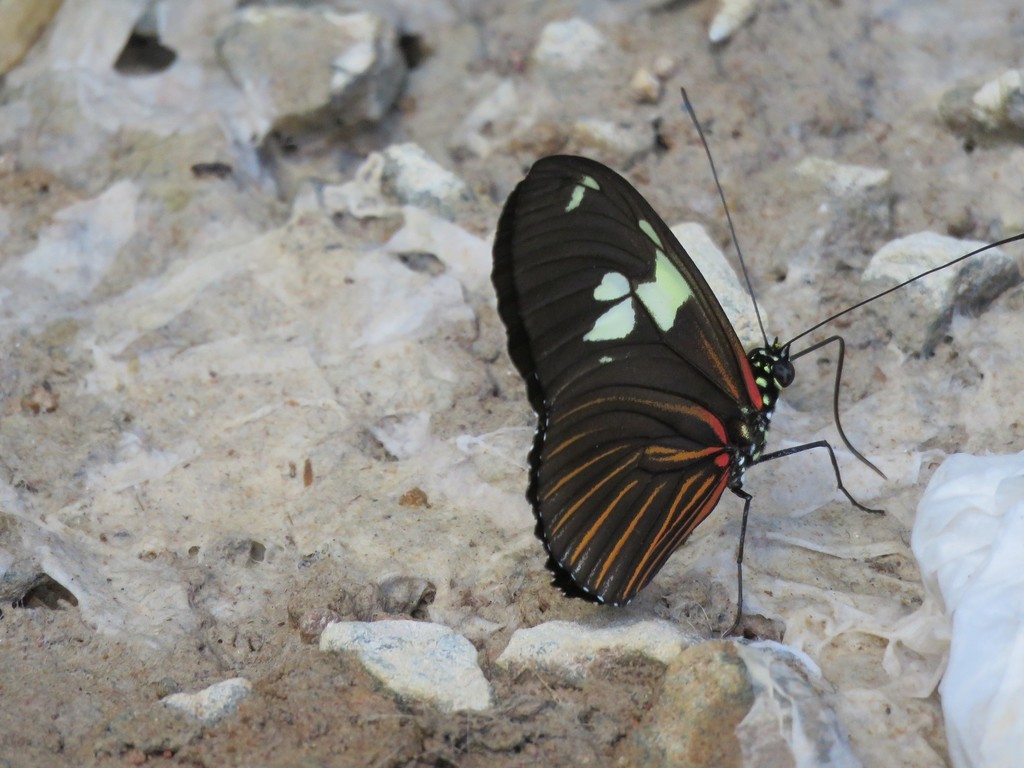 Heliconius burneyi huebneri