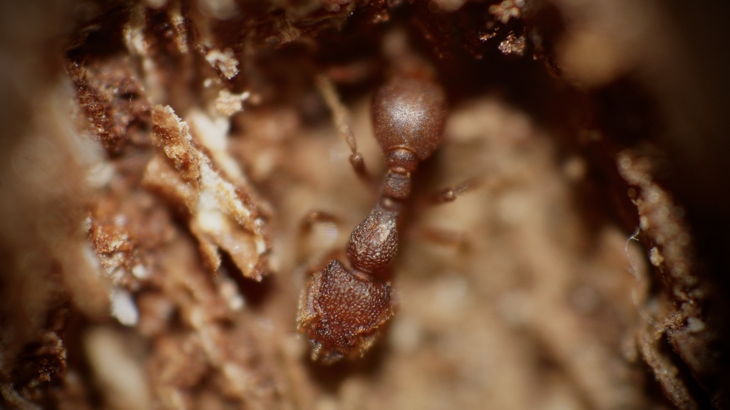 Octostruma iheringi