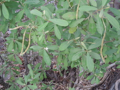 Quadrella asperifolia