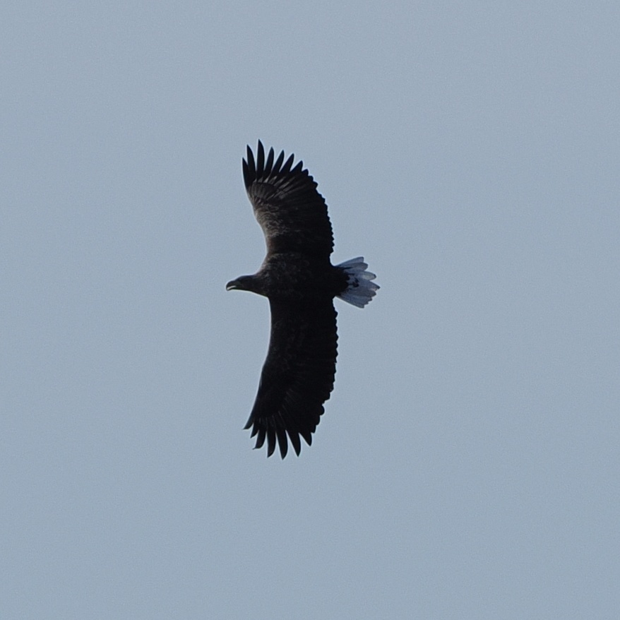 White-tailed Eagle