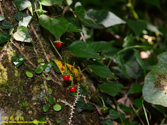 Lycianthes lysimachioides