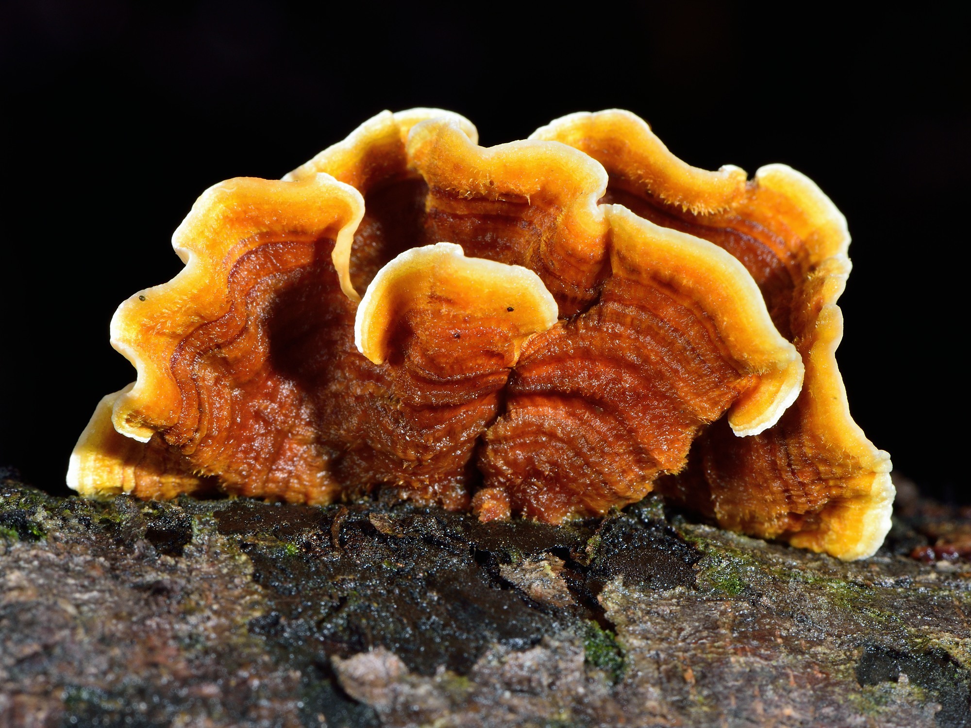 Stereum versicolor image