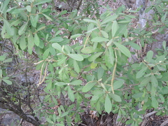Quadrella asperifolia