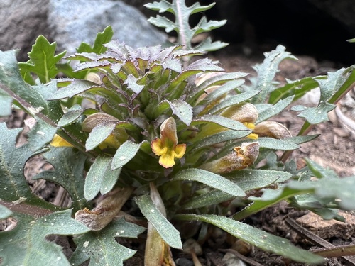 Image of Charleston Pinewoods Lousewort (Pedicularis semibarbata) by no rights reserved