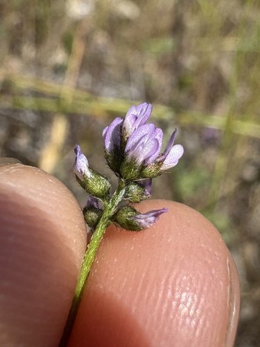 Image of Astragalus gambelianus by (c) Cayman Lanzone, some rights reserved (CC BY)