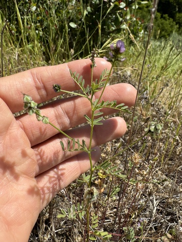Image of Astragalus gambelianus by (c) Cayman Lanzone, some rights reserved (CC BY)