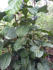 Coccoloba belizensis
