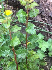 Tracheophyta