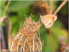 Coenonympha