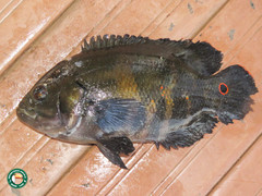 Astronotus ocellatus