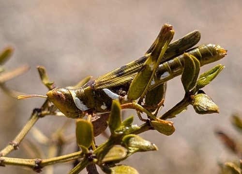 Creosote Bush Grasshopper photo 3