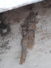 Panyptila cayennensis