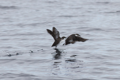 Synthliboramphus craveri