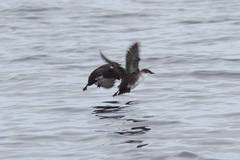 Synthliboramphus craveri