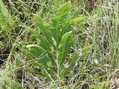 Silphium albiflorum