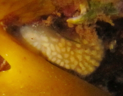 Pseudodistoma opacum