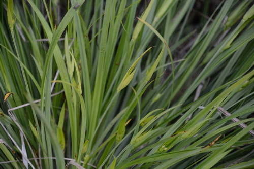 Carex cordillerana