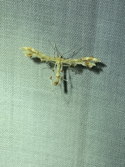 Geina periscelidactylus