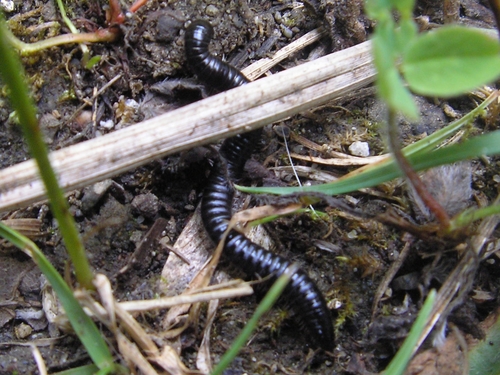 Tachypodoiulus niger